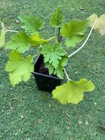 Te koop: 1 courgette plant, groentetuin, Tuin en Terras, Planten | Tuinplanten, Ophalen, Volle zon, Groenteplanten, Eenjarig