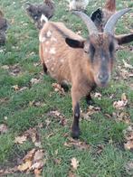 Te koop dwerg geit dwerggeit, Dieren en Toebehoren, Vrouwelijk, Geit