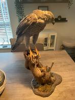 Opgezette havik, Ophalen of Verzenden, Gebruikt, Vogel, Opgezet dier