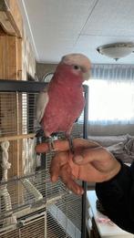Rosé kakatoe, Dieren en Toebehoren, Vrouwelijk, Papegaai