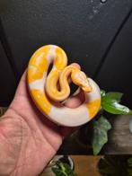 Lavender albino piebald, Dieren en Toebehoren, Slang, 0 tot 2 jaar