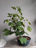 Ginkgo Biloba Bonsai, Tuin en Terras, Ophalen of Verzenden, Bloeit niet, Overige soorten, Minder dan 100 cm