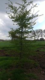 Volwassen Carpinus, groene beuk, 495 EUR, Ophalen, Lente, Bolboom, 250 tot 400 cm