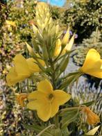 Zaden Grote Teunisbloem - Oenothera glazioviana., Verzenden, Voorjaar, Volle zon, Zaad