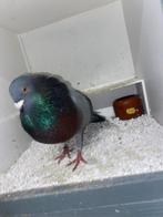 Bastaard roek doffer, Dieren en Toebehoren, Vogels | Duiven, Mannelijk, Kropper