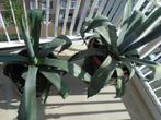 2 Grote Agaves in geglazuurde potten. Hoog ca.1 m., Volle zon, Vaste plant, Bloeit niet, Ophalen