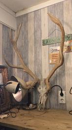 Groot Gewei zeer oude, Ophalen