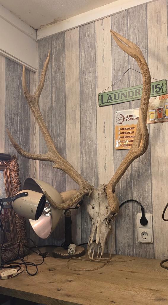 Groot Gewei zeer oude, Verzamelen, Dierenverzamelingen, Ophalen