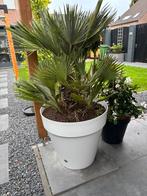 chamaerops humilis met pot, Tuin en Terras, Planten | Tuinplanten, Ophalen, Overige soorten, Volle zon