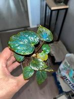 Begonia Pavonina, Ophalen of Verzenden, Overige soorten, Minder dan 100 cm