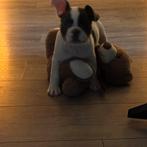Franse bulldog pup van 11 weekjes., Dieren en Toebehoren, Reu, CDV (hondenziekte), 8 tot 15 weken, Bulldog