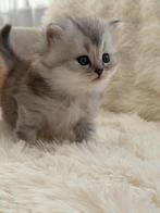 Schattige  kittens te koop – 5 weken oud, Meerdere dieren, 0 tot 2 jaar