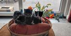 Kittens, Dieren en Toebehoren, Katten en Kittens | Overige Katten, Poes, Kortharig, 0 tot 2 jaar