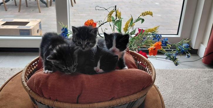 Kittens, Dieren en Toebehoren, Katten en Kittens | Overige Katten, Kortharig, Poes, 0 tot 2 jaar