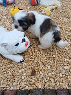 lieve ,leuke raszuivere shih tzu pups (5 december tip), Overige rassen, Meerdere, Meerdere dieren, Nederland