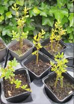 stekken Winterjasmijn - nog 2 stuks!!, Tuin en Terras, Planten | Tuinplanten, Ophalen, Eenjarig, Overige soorten, Volle zon