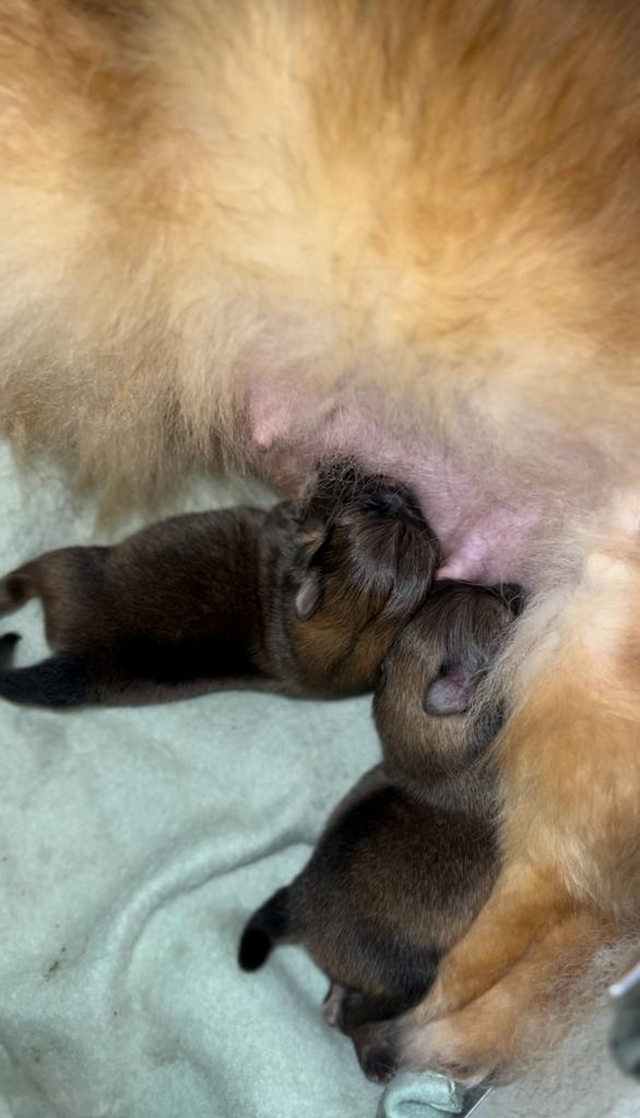 Pomeranian teefje en reutje met FCI stamboom, Dieren en Toebehoren, Honden | Poolhonden, Keeshonden en Oertypen, Meerdere dieren
