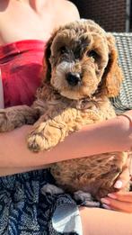 Erg mooie Cockapoo pups, Meerdere, Meerdere dieren, Middel, Nederland