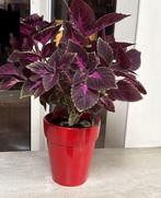 Mooie siernetel planten, Huis en Inrichting, Kamerplanten, Ophalen of Verzenden, Overige soorten, Minder dan 100 cm