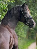 Super knappe en mega lieve allround Welsh merrie!, Dieren en Toebehoren, Pony's, Merrie, Zadelmak, 7 tot 10 jaar, Recreatiepony