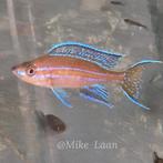 Paracyprichromis Nigripinnis kipili  Tanganyika, Dieren en Toebehoren, Vis, Zoetwatervis, Schoolvis