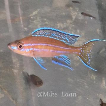 Paracyprichromis Nigripinnis kipili  Tanganyika  beschikbaar voor biedingen