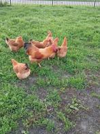 New Hampshire toom groot soort, 6 hennen en 1 haan, Dieren en Toebehoren, Pluimvee, Meerdere dieren, Kip