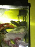 Channa Gachua-bruine dwergslangekopvis, Dieren en Toebehoren, Vissen | Aquariumvissen, Zoetwatervis, Vis