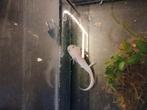 Axolotl te koop, Amfibie, 0 tot 2 jaar