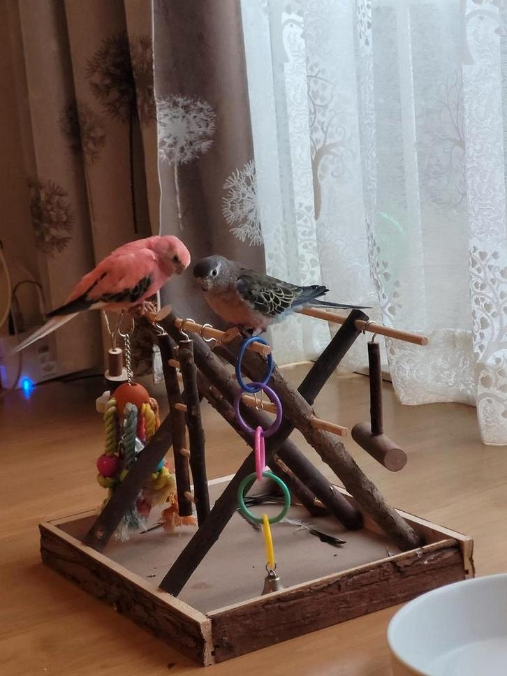 Bourkes, Dieren en Toebehoren, Vogels | Parkieten en Papegaaien, Parkiet, Meerdere dieren