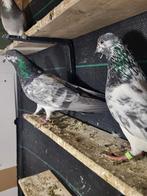 Pakistaanse hoogvlieger, Dieren en Toebehoren, Vogels | Duiven, Meerdere dieren, Overige soorten