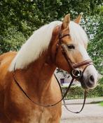 Practige lieve haflinger voor beginners, Dieren en Toebehoren, Pony's, E pony (1.48m - 1.57m), B, Ruin, Gechipt