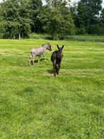 2 grote ezel merries, Dieren en Toebehoren, Overige Dieren, Januari, Vrouwelijk