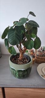 Polyscias fabian, Ophalen, Halfschaduw, Minder dan 100 cm
