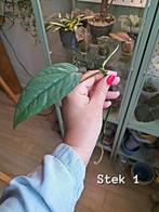 🌿 Cebu blue photos gewortelde stekjes, Groene kamerplant, Ophalen, Overige soorten, Minder dan 100 cm