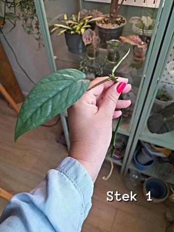 🌿 Cebu blue photos gewortelde stekjes  beschikbaar voor biedingen