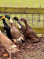 Loopeenden in mooie kleuren te koop, Dieren en Toebehoren, Pluimvee, Meerdere dieren, Eend