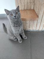 Britse Kortharen kittens  Blue met paspoort, Dieren en Toebehoren, Katten en Kittens | Raskatten | Korthaar, Meerdere dieren, Ontwormd