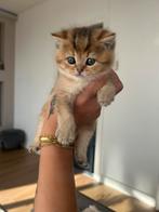 britse kort haar vrouwtje (poes), Dieren en Toebehoren, Katten en Kittens | Raskatten | Langhaar, Poes