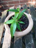 dracaena surculosa, plantje in bloempot, met verzenden, Ophalen of Verzenden