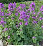 Zaden van de Judaspenning paars, Lunaria annua, Ophalen of Verzenden