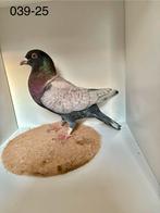 Prachtige Kleurpostduiven (doffers) te koop, Mannelijk, Postduif