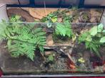 Mooi groot paludarium/terrarium met waterval, Dieren en Toebehoren, Reptielen en Amfibieën | Toebehoren, Ophalen of Verzenden