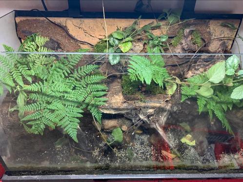 Mooi groot paludarium/terrarium met waterval, Dieren en Toebehoren, Reptielen en Amfibieën | Toebehoren, Terrarium of Paludarium