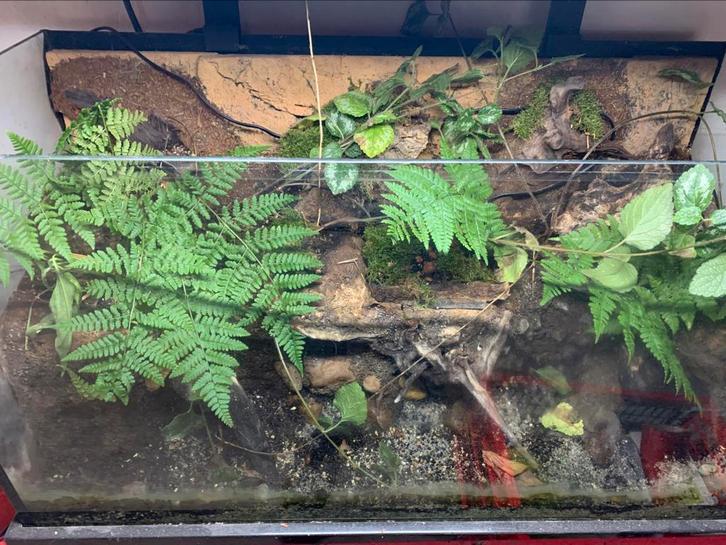 Mooi groot paludarium/terrarium met waterval, Dieren en Toebehoren, Reptielen en Amfibieën | Toebehoren, Terrarium of Paludarium