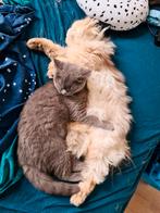 LIEFSTE Brits / britse langhaar dekkater met STAMBOOM, Dieren en Toebehoren, Katten en Kittens | Dekkaters
