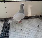 Mooie kleurpostduif reduced, Dieren en Toebehoren, Vrouwelijk, Postduif