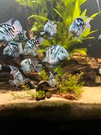 Papegaai cichliden, Dieren en Toebehoren, Vis, Zoetwatervis, Schoolvis