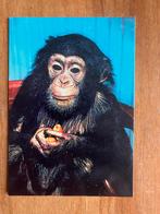 Jonge Chimpansee in Artis. Amsterdam., Verzamelen, Ansichtkaarten | Dieren, Wild dier, 1960 tot 1980, Ongelopen, Ophalen of Verzenden