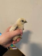 Zijdehoen kuikens, Geslacht onbekend, Kip